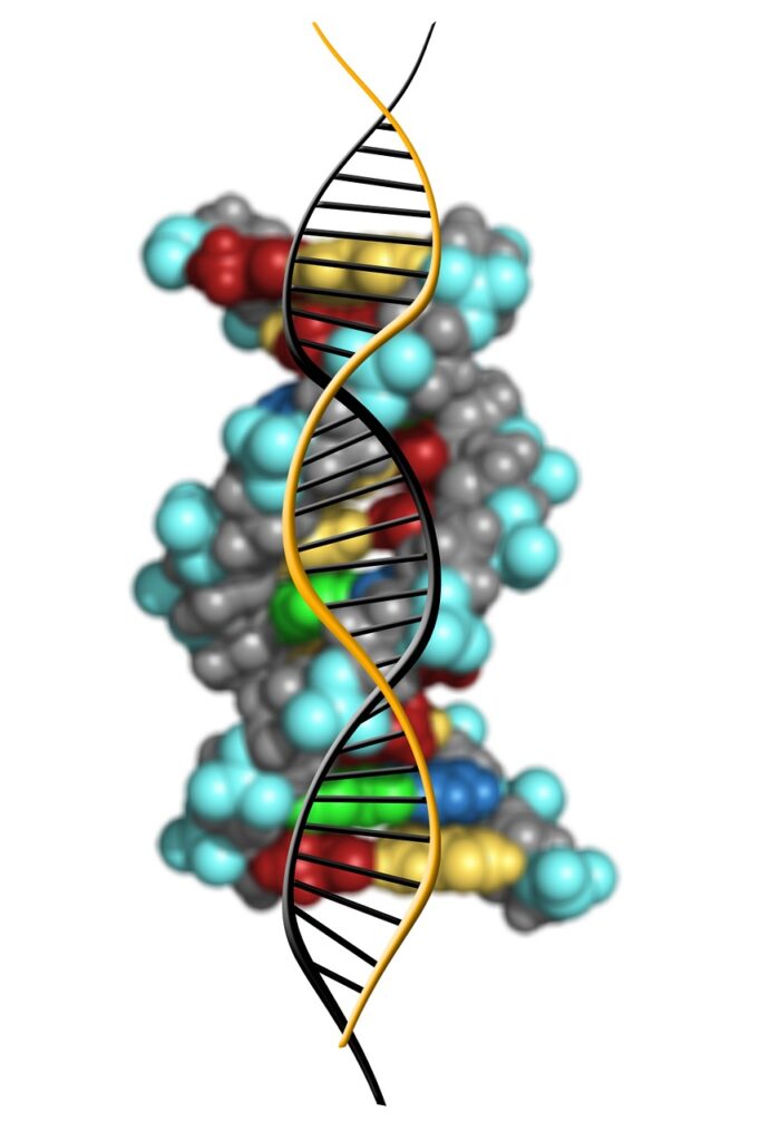 dna, deoxyribonucleic acid, dns-1500071.jpg